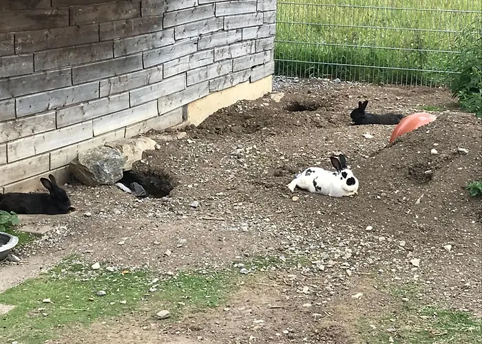 Barbara By Interhome Apartment Bichlbach